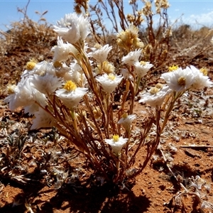 Rhodanthe floribunda at Kunparrka, NT - 26 Aug 2024