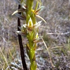 Prasophyllum petilum (Tarengo Leek Orchid) at Boorowa, NSW - 30 Sep 2024 by forest17178