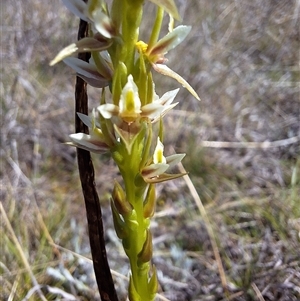 Paraprasophyllum petilum at suppressed - 1 Oct 2024