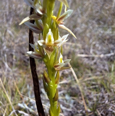 Prasophyllum petilum (Tarengo Leek Orchid) at Boorowa, NSW - 30 Sep 2024 by forest17178