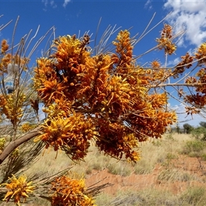 Grevillea eriostachya at Kunparrka, NT - 26 Aug 2024 12:26 PM