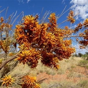 Grevillea eriostachya at Kunparrka, NT by Paul4K