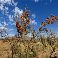 Grevillea eriostachya at Kunparrka, NT - 26 Aug 2024 12:26 PM