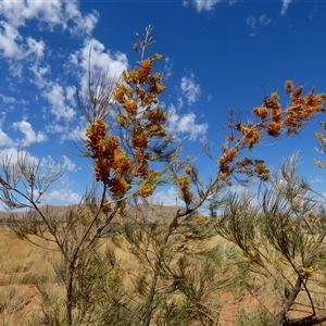 Grevillea eriostachya at Kunparrka, NT - 26 Aug 2024 12:26 PM