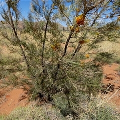 Grevillea eriostachya at Kunparrka, NT - 26 Aug 2024 12:26 PM