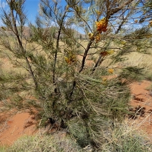 Grevillea eriostachya at Kunparrka, NT - 26 Aug 2024 12:26 PM