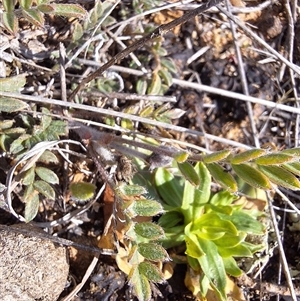 Swainsona sericea at Royalla, NSW - 30 Sep 2024 02:05 PM