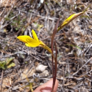 Diuris amabilis at Royalla, NSW - 30 Sep 2024