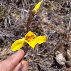 Diuris amabilis at Royalla, NSW - 30 Sep 2024