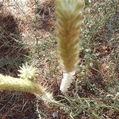 Ptilotus polystachyus (Long Tails) at Kunparrka, NT - 26 Aug 2024 by Paul4K