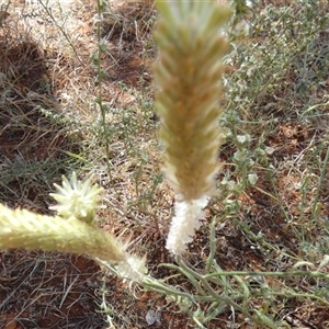 Ptilotus polystachyus at Kunparrka, NT - 26 Aug 2024 01:13 PM