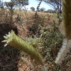 Ptilotus polystachyus at Kunparrka, NT - 26 Aug 2024