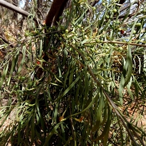 Lysiana subfalcata at Kunparrka, NT by Paul4K