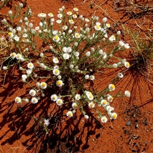 Rhodanthe floribunda at Kunparrka, NT - 26 Aug 2024