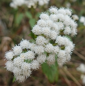 Ageratina adenophora at Robertson, NSW - 25 Sep 2024