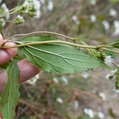 Ageratina adenophora at Robertson, NSW - 25 Sep 2024 12:52 PM