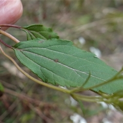 Ageratina adenophora at Robertson, NSW - 25 Sep 2024 12:52 PM