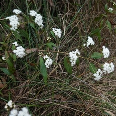 Ageratina adenophora at Robertson, NSW - 25 Sep 2024