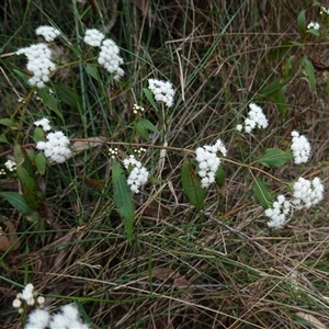 Ageratina adenophora at Robertson, NSW - 25 Sep 2024 12:52 PM