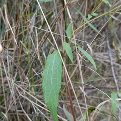 Ageratina adenophora at Robertson, NSW - 25 Sep 2024 12:52 PM