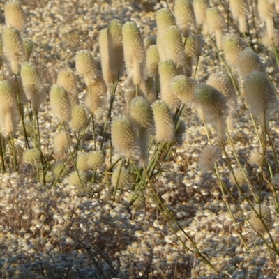 Ptilotus macrocephalus (Feather Heads, Green Mulla Mulla) at Lake Mackay, NT - 26 Aug 2024 by Paul4K