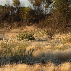 Ptilotus macrocephalus at Lake Mackay, NT - 26 Aug 2024