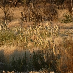 Ptilotus macrocephalus at Lake Mackay, NT - 26 Aug 2024