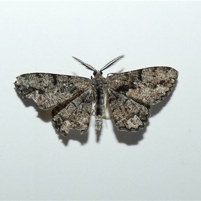 Unplaced externaria (Mahogany Bark Moth (formerly Hypomecis externaria)) at McKellar, ACT - 18 Jan 2024 by Amata