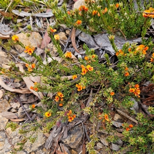 Pultenaea subspicata at Bombay, NSW - 27 Sep 2024