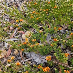 Pultenaea subspicata at Bombay, NSW - 27 Sep 2024