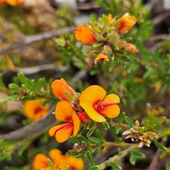 Pultenaea subspicata at Bombay, NSW - 27 Sep 2024