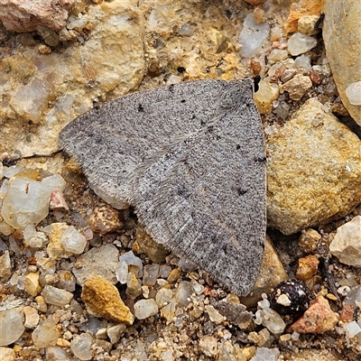 Taxeotis reserata (A Geometer moth) at Bombay, NSW - 27 Sep 2024 by MatthewFrawley