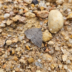 Taxeotis reserata at Bombay, NSW - 27 Sep 2024