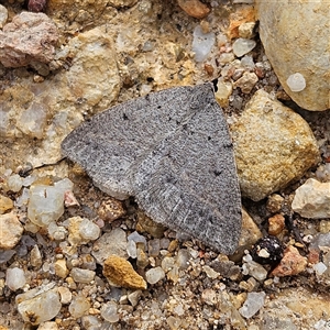 Taxeotis reserata at Bombay, NSW - 27 Sep 2024 03:41 PM