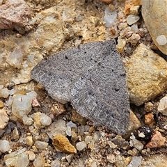 Taxeotis reserata at Bombay, NSW - 27 Sep 2024 03:41 PM