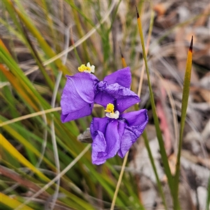 Patersonia sericea var. sericea at Bombay, NSW - 27 Sep 2024 03:43 PM