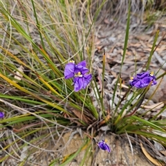 Patersonia sericea var. sericea at Bombay, NSW - 27 Sep 2024