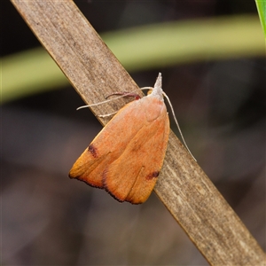 Tortricopsis uncinella at Yarralumla, ACT - 1 Oct 2024