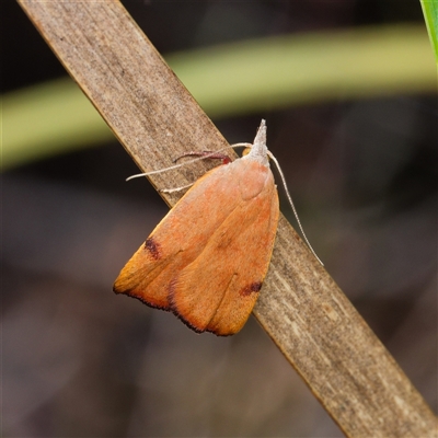 Tortricopsis uncinella (Wingia group) at Yarralumla, ACT - 1 Oct 2024 by DPRees125