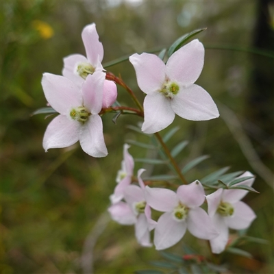 Boronia floribunda at Bundanoon, NSW - 25 Sep 2024 by RobG1