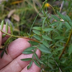 Unidentified at suppressed - 25 Sep 2024