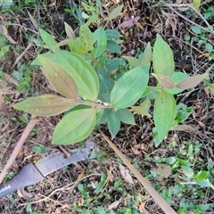 Rhodamnia rubescens (Scrub Turpentine, Brown Malletwood) at Upper Kangaroo River, NSW - 1 Oct 2024 by Baronia