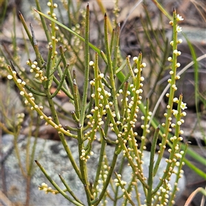 Choretrum pauciflorum at Bombay, NSW - 27 Sep 2024