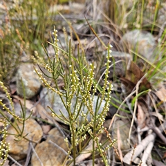 Choretrum pauciflorum at Bombay, NSW - 27 Sep 2024