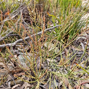 Choretrum pauciflorum at Bombay, NSW - 27 Sep 2024