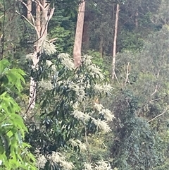 Unidentified Other Tree at Upper Kangaroo Valley, NSW - 23 Sep 2024 by Baronia