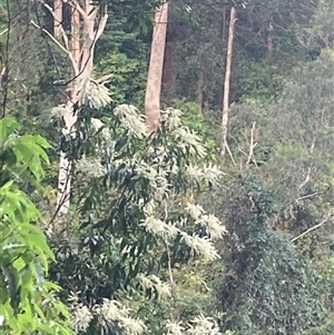 Quintinia sieberi at Upper Kangaroo Valley, NSW - 23 Sep 2024