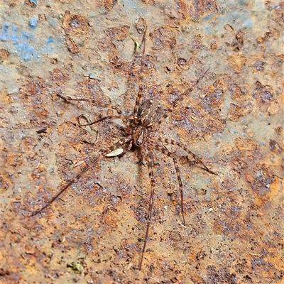 Unidentified Spider (Araneae) at Braidwood, NSW - 28 Sep 2024 by MatthewFrawley