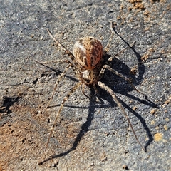 Stiphidion sp. (genus) (Platform spider) at Braidwood, NSW - 28 Sep 2024 by MatthewFrawley