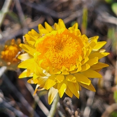 Leucochrysum albicans subsp. albicans (Hoary Sunray) at Manar, NSW - 30 Sep 2024 by MatthewFrawley